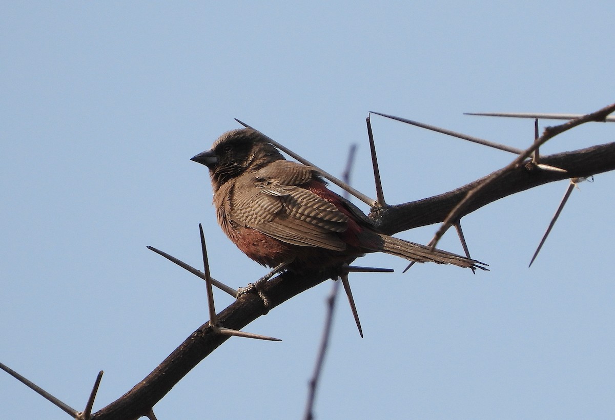 Black-faced Waxbill - ML610638126