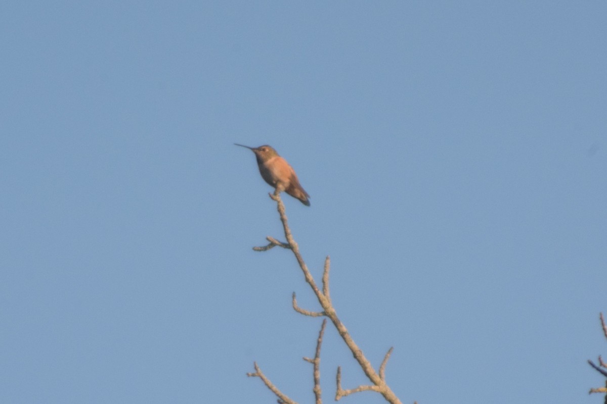 Rufous/Allen's Hummingbird - ML610638130