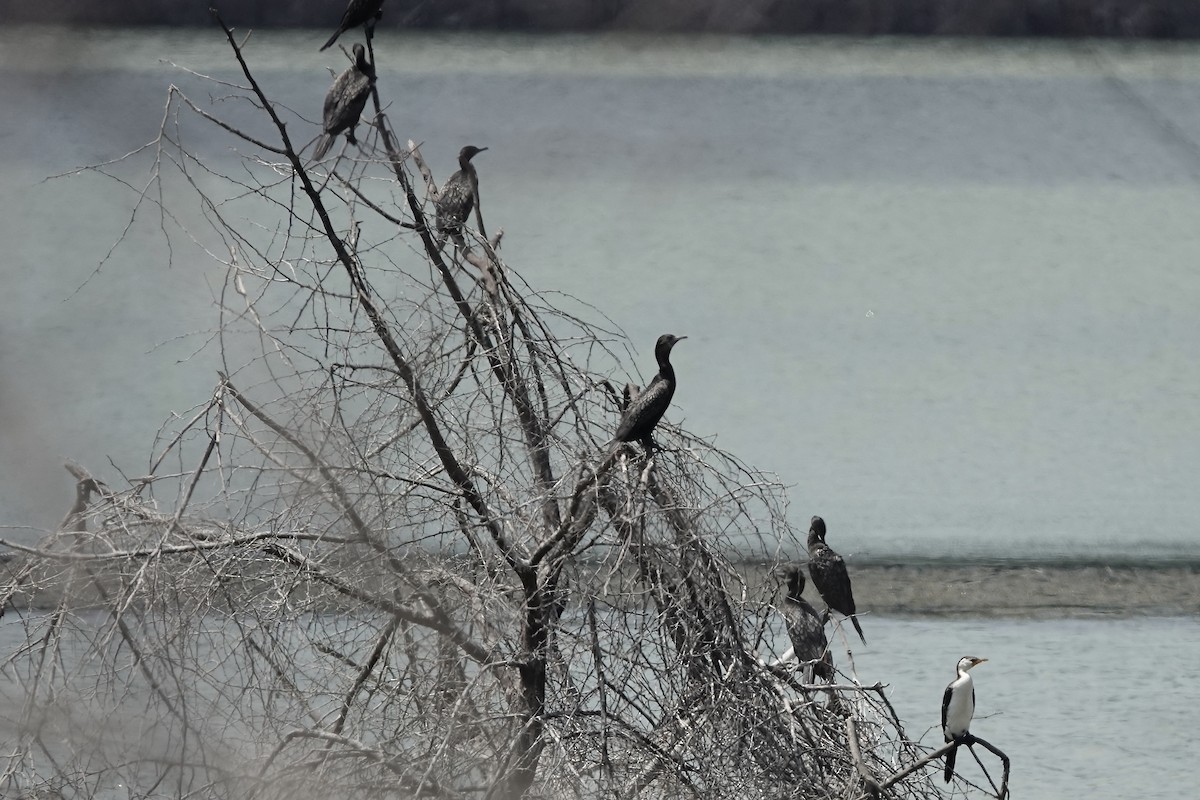 Little Pied Cormorant - ML610638183