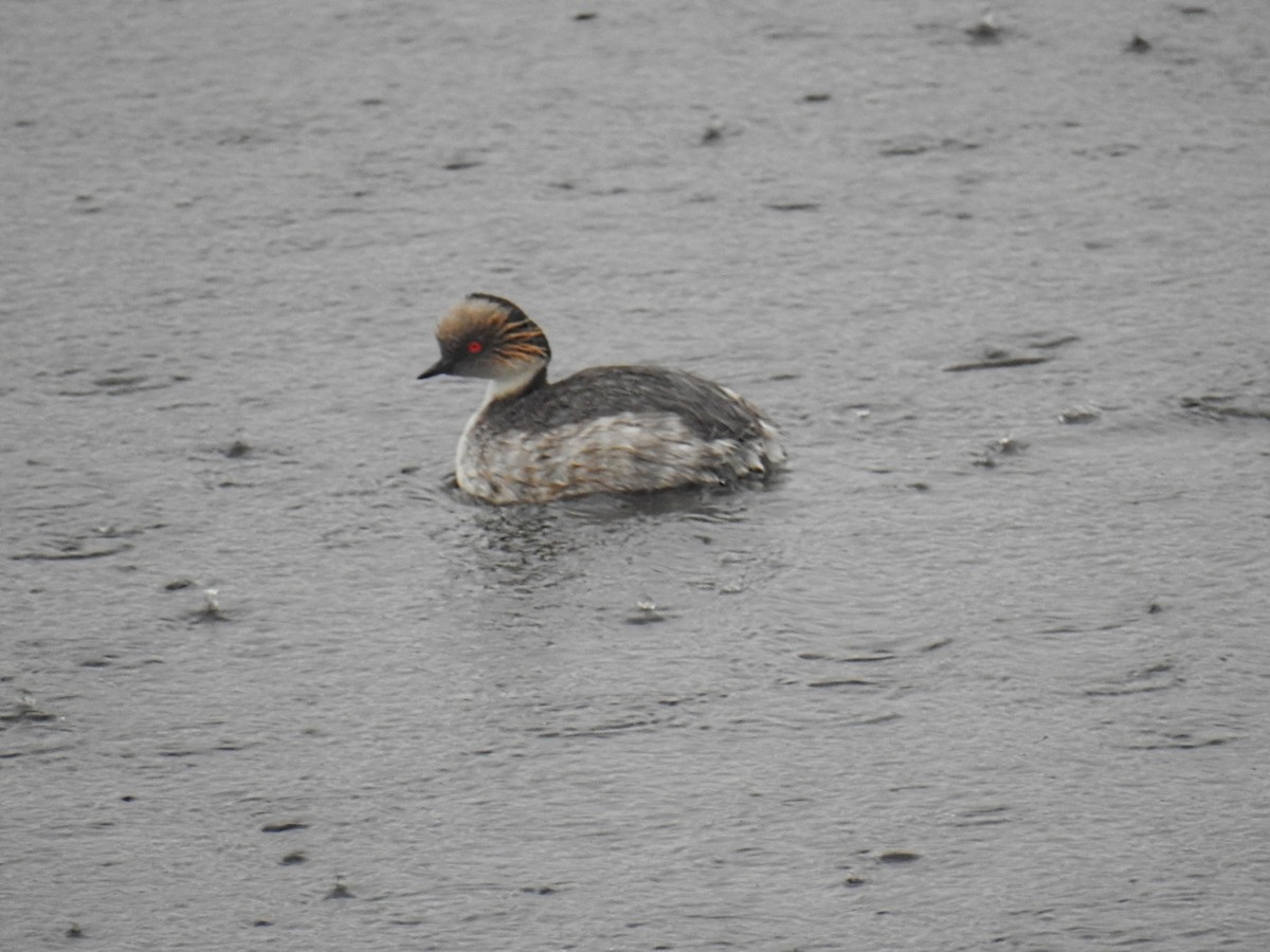 Silvery Grebe - ML610638221