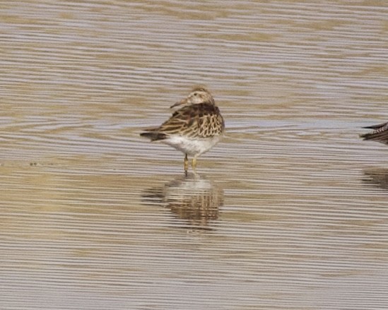 Pectoral Sandpiper - ML610638271