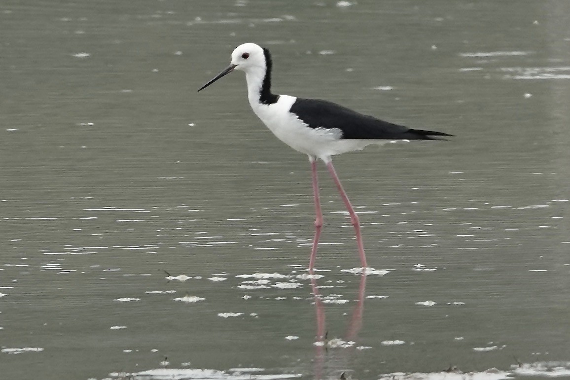 Pied Stilt - ML610638334