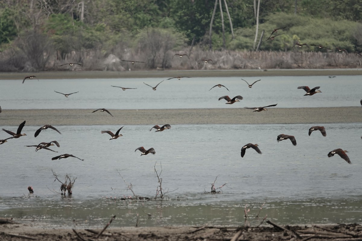 Wandering Whistling-Duck - Ken Weiss