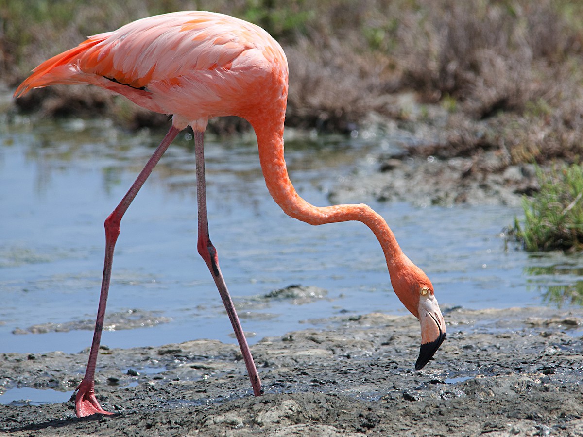 American Flamingo - ML610638420