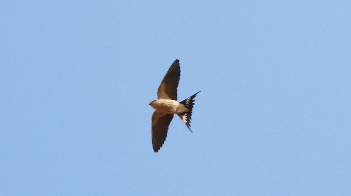 Greater Striped Swallow - ML610638581