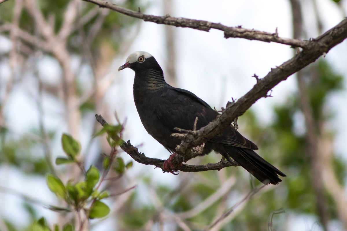 White-crowned Pigeon - ML610638601