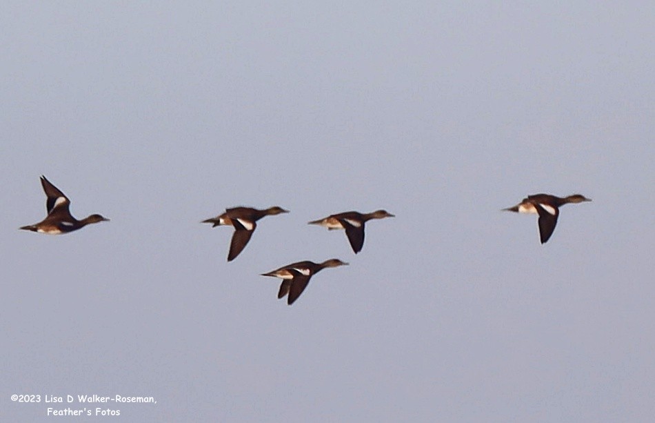 American Wigeon - Lisa Walker-Roseman