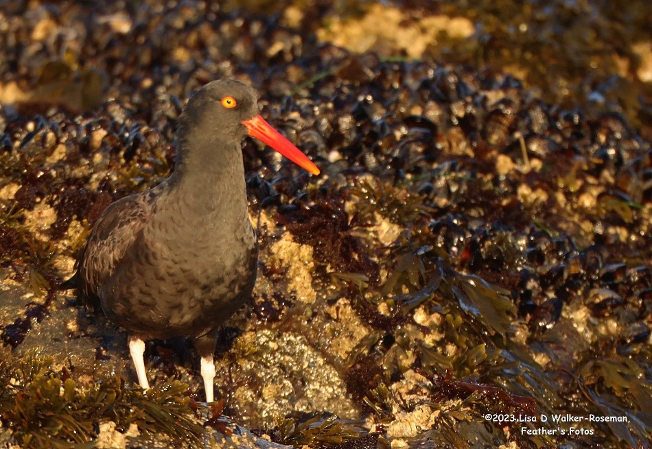 Black Oystercatcher - Lisa Walker-Roseman