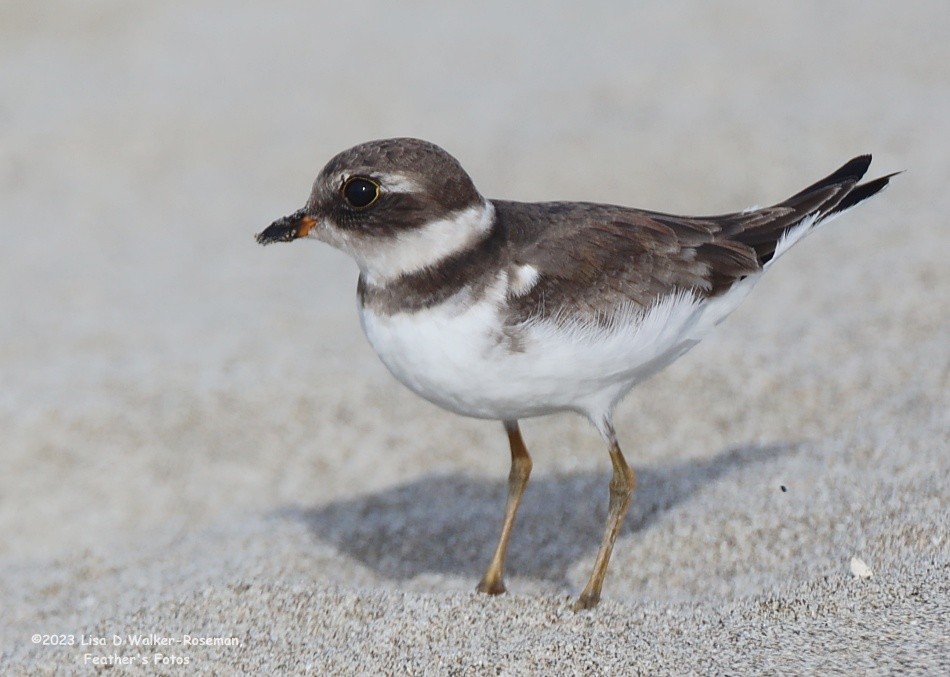 Semipalmated Plover - ML610638755