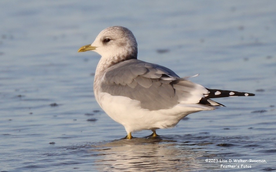 Short-billed Gull - ML610638760