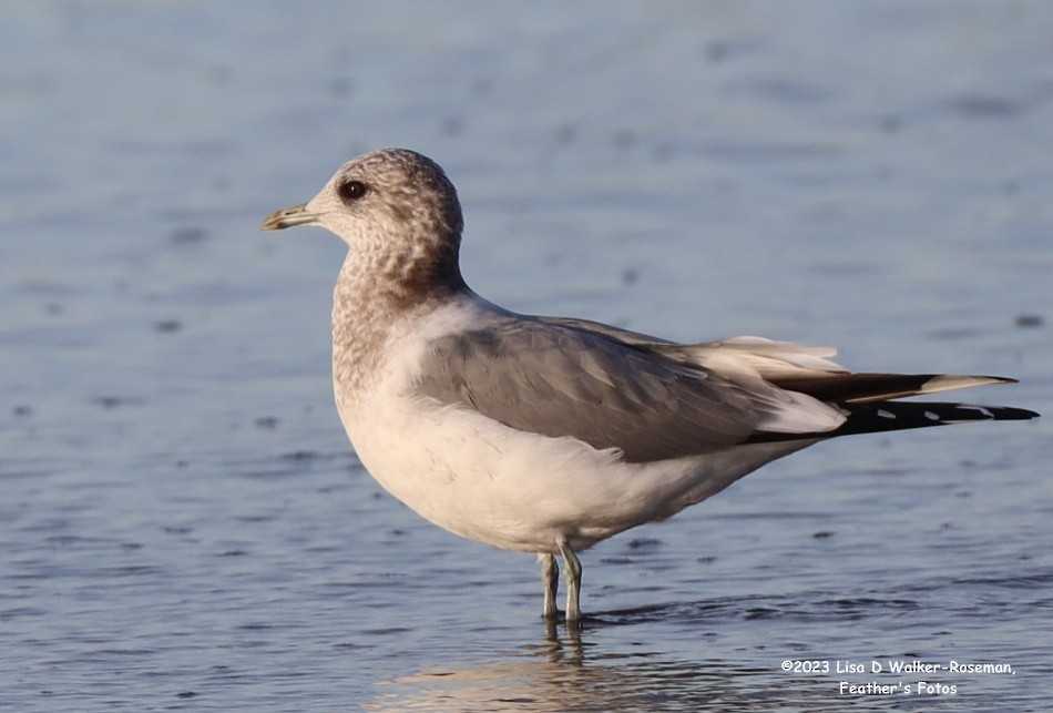 Short-billed Gull - ML610638761