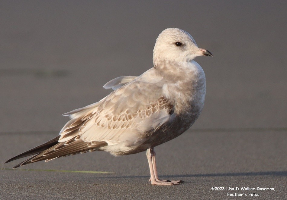 Short-billed Gull - ML610638762