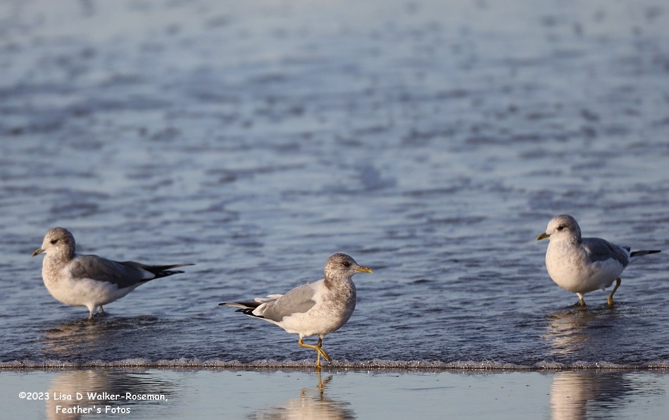 Short-billed Gull - ML610638763