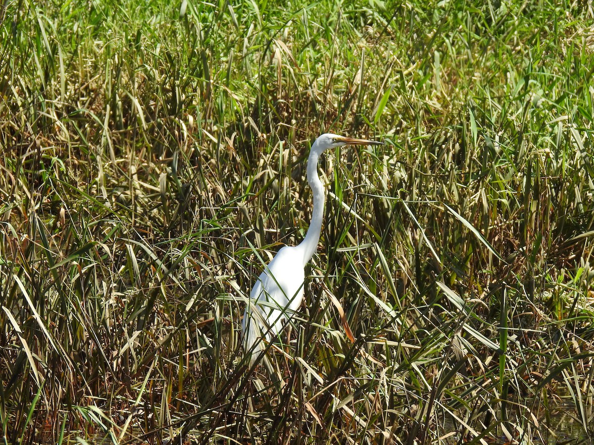 Great Egret - sharon dodd