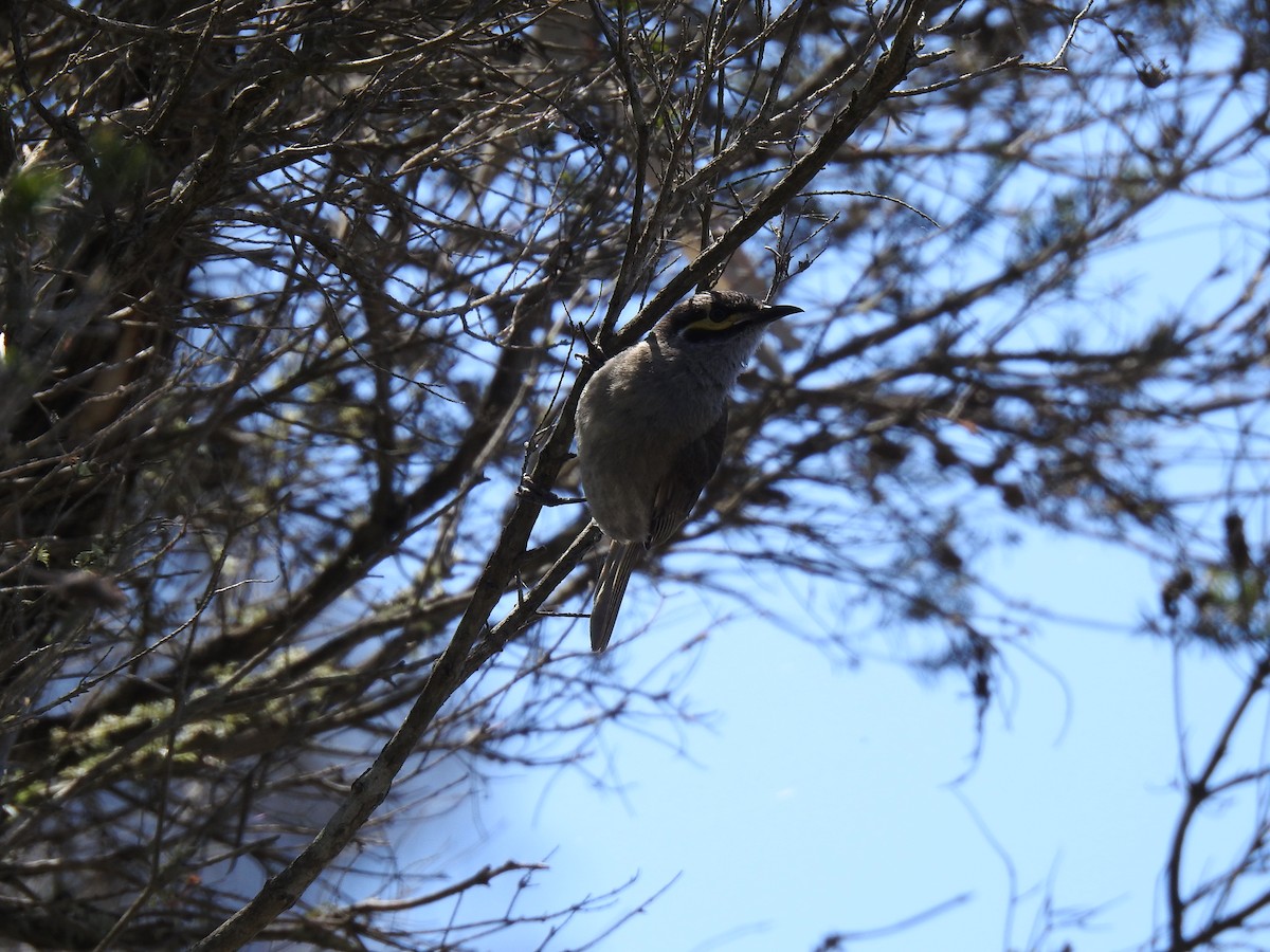 Yellow-faced Honeyeater - sharon dodd