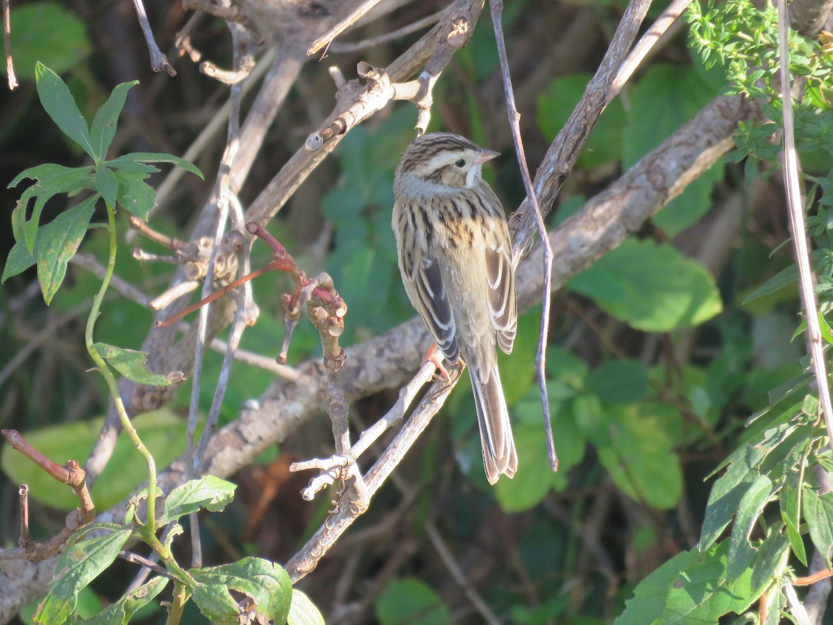 Clay-colored Sparrow - ML610638847