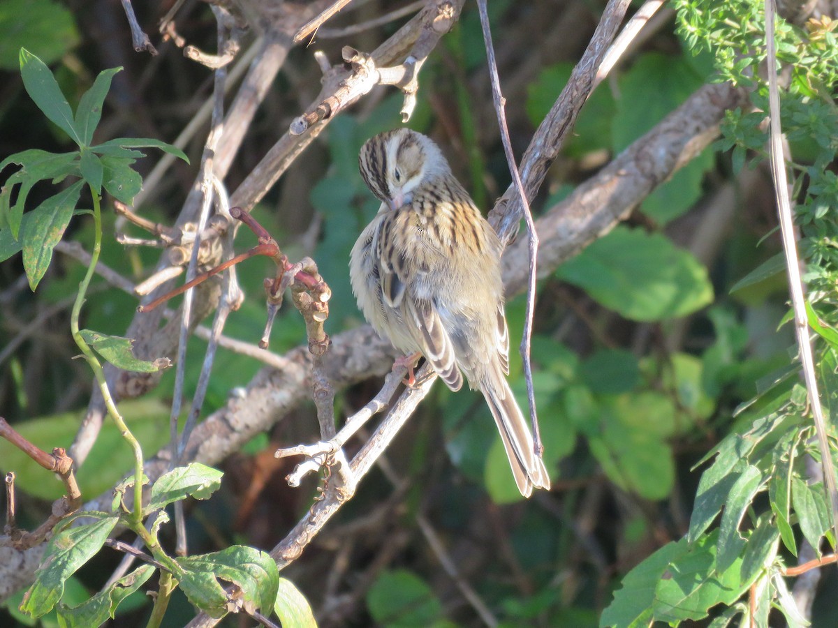 Clay-colored Sparrow - ML610638848