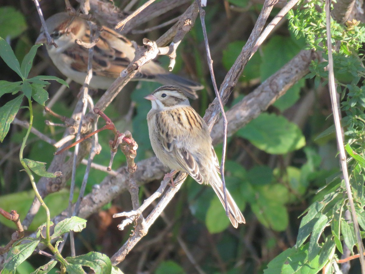 Clay-colored Sparrow - ML610638849