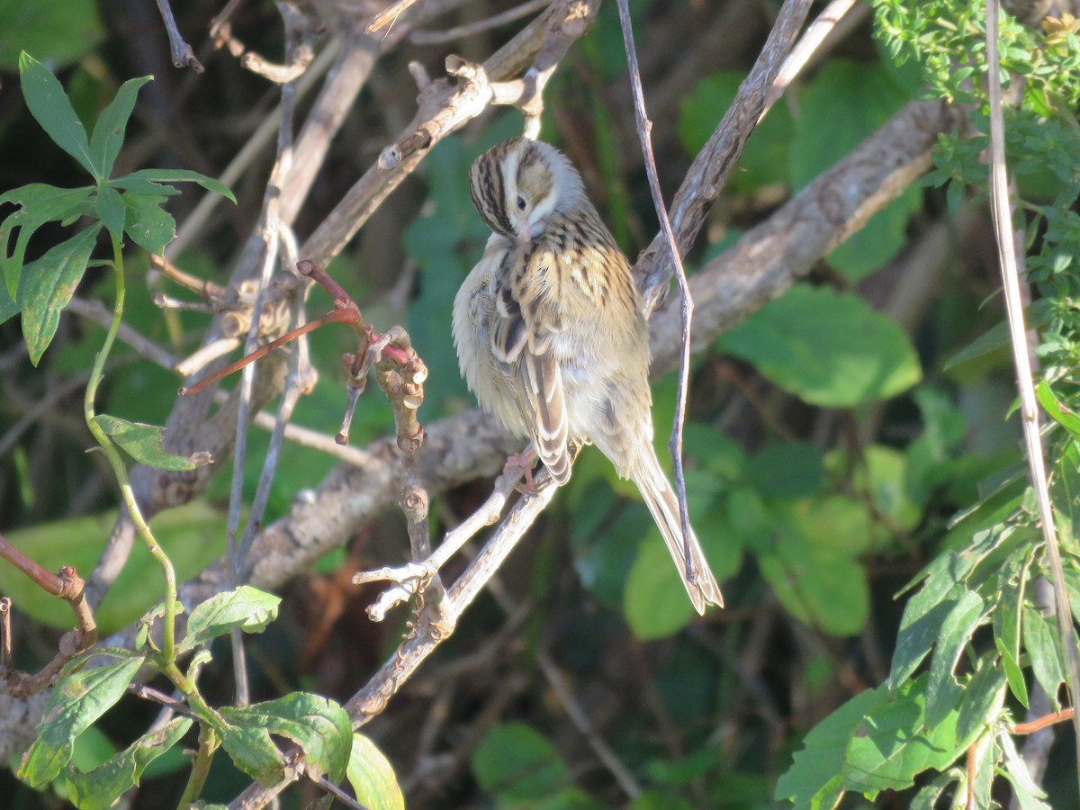 Clay-colored Sparrow - ML610638850