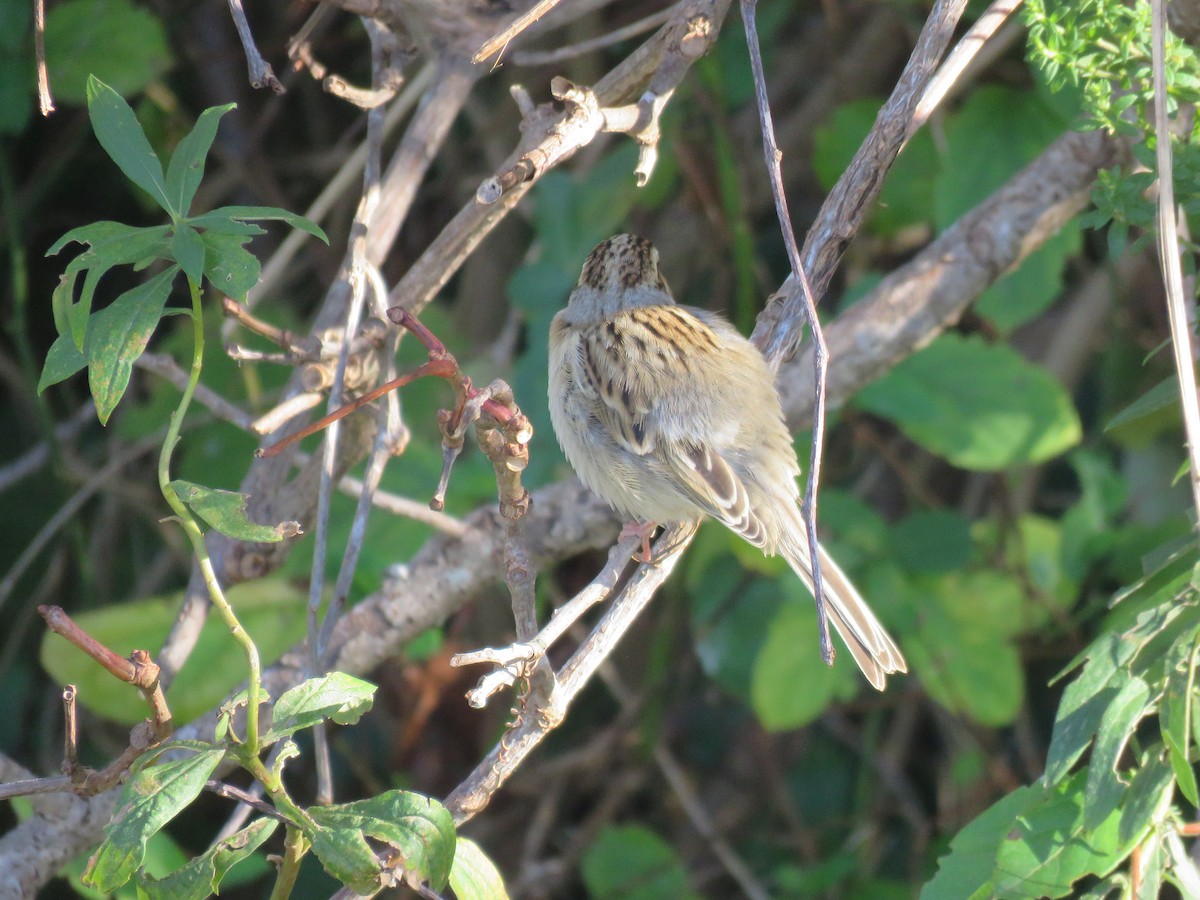 Clay-colored Sparrow - ML610638851