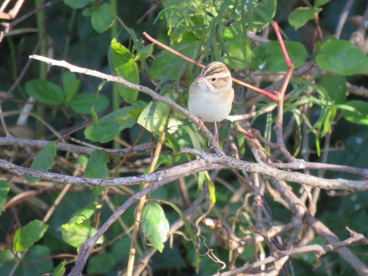 Clay-colored Sparrow - ML610638853