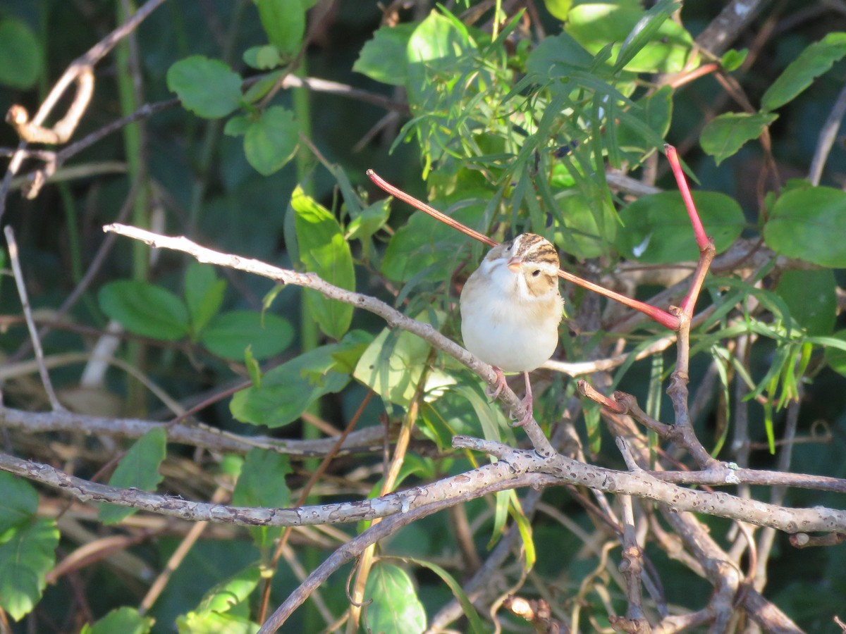 Clay-colored Sparrow - Hannah Glass