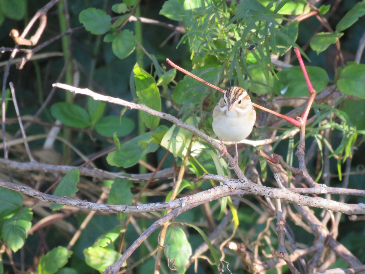 Clay-colored Sparrow - ML610638855