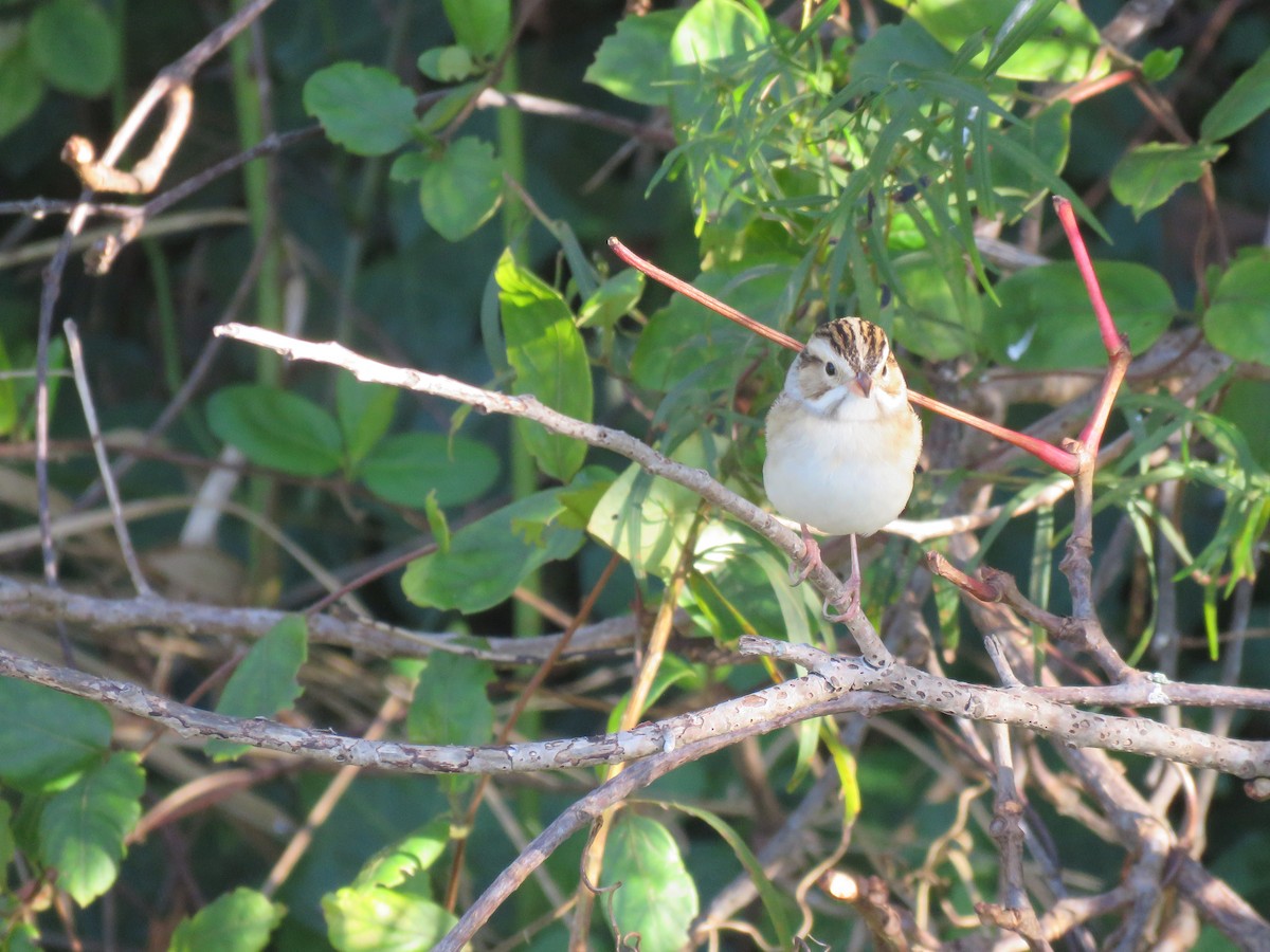 Clay-colored Sparrow - ML610638856