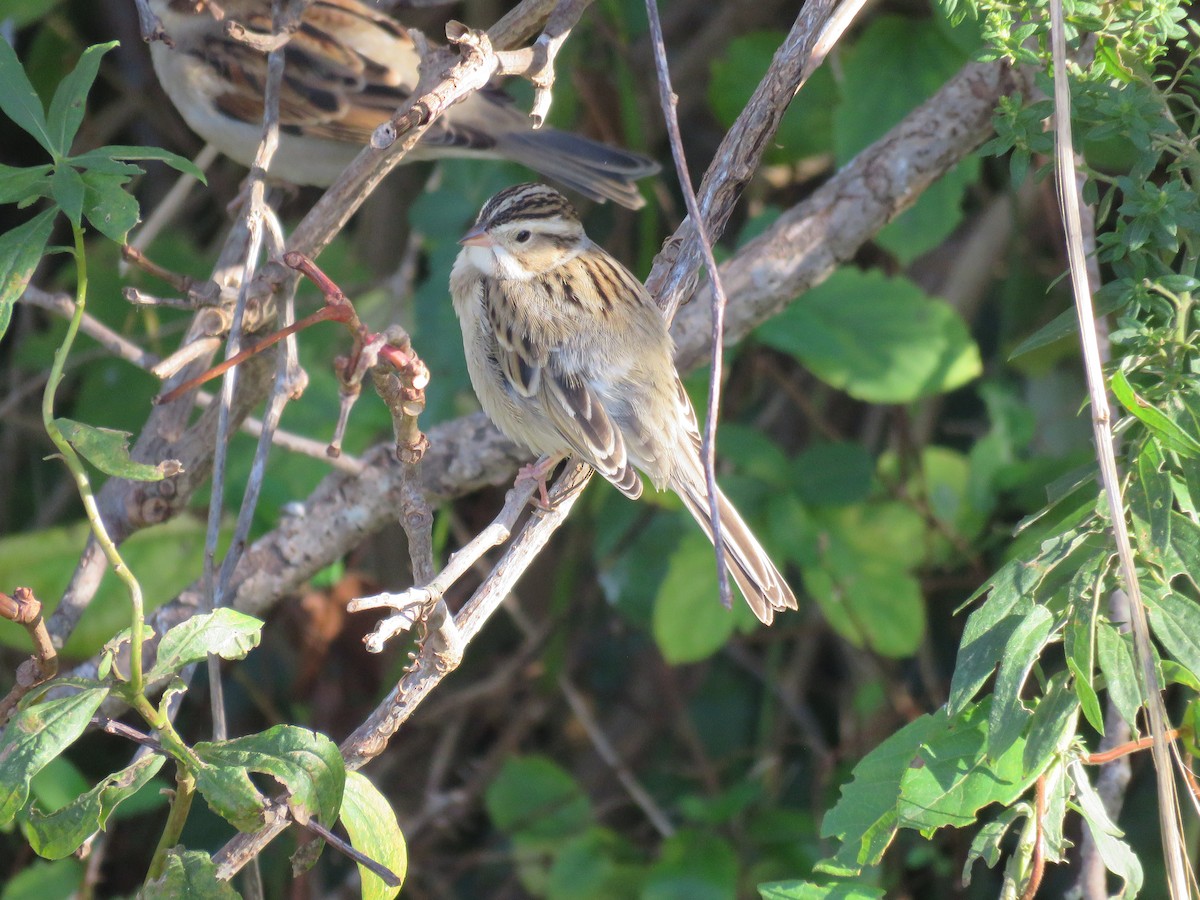 Clay-colored Sparrow - ML610638857