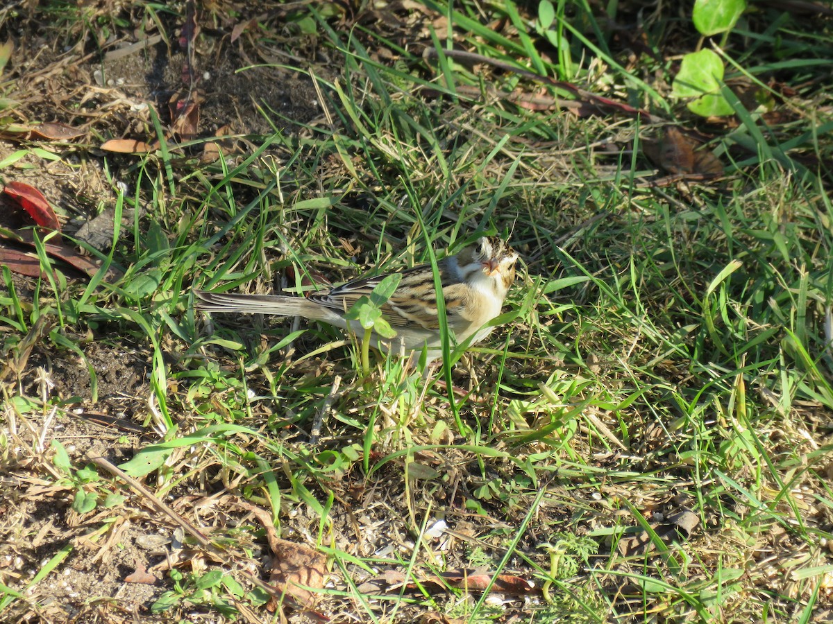 Clay-colored Sparrow - ML610638858