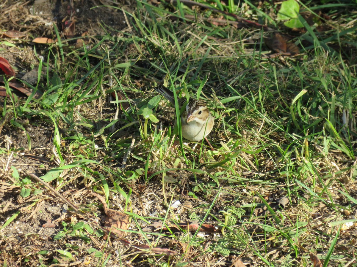 Clay-colored Sparrow - ML610638861