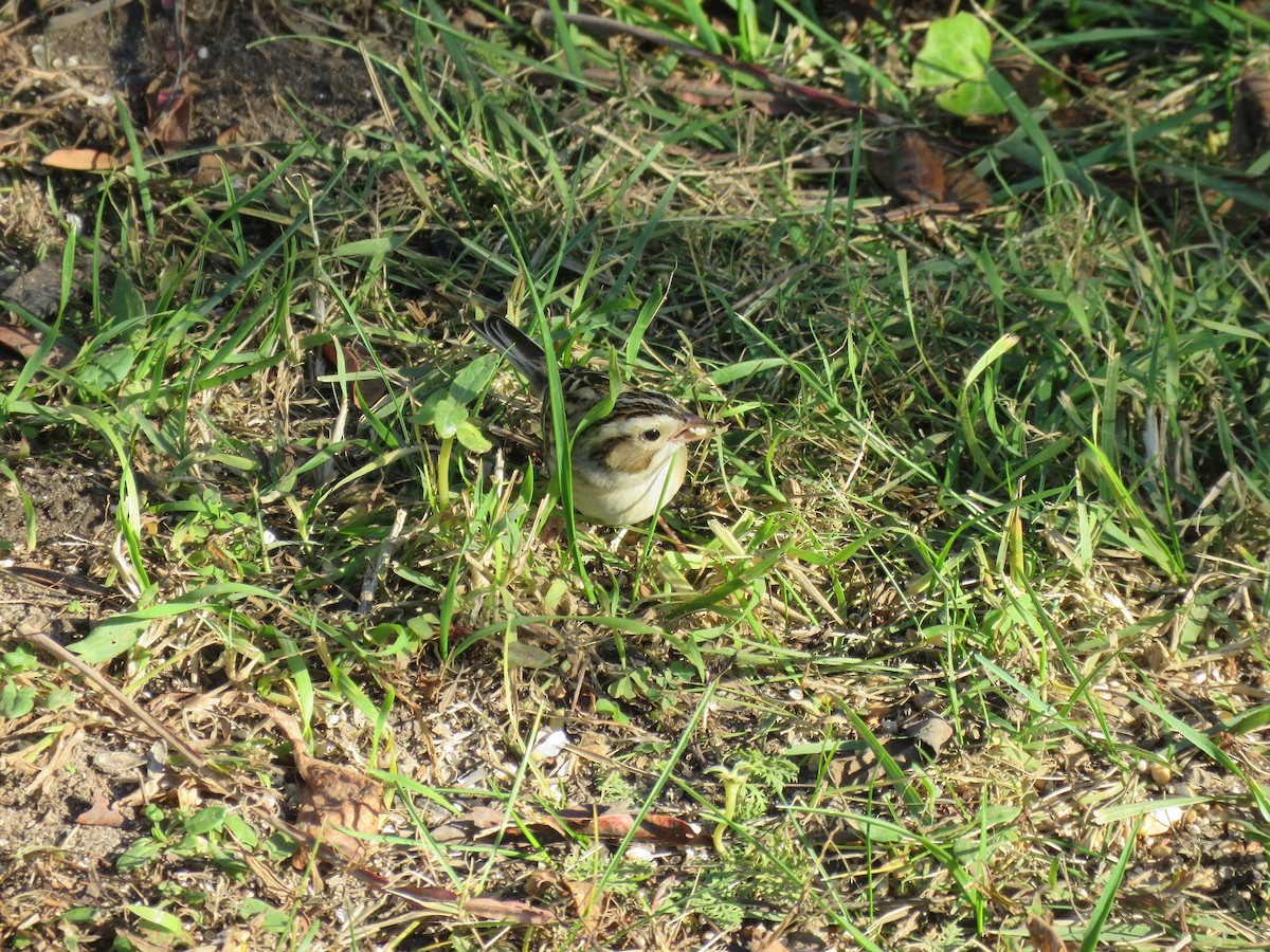 Clay-colored Sparrow - ML610638863