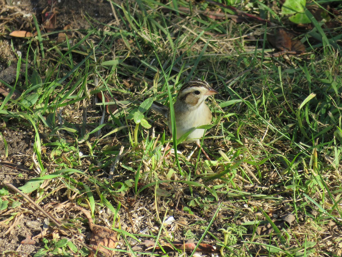 Clay-colored Sparrow - ML610638864