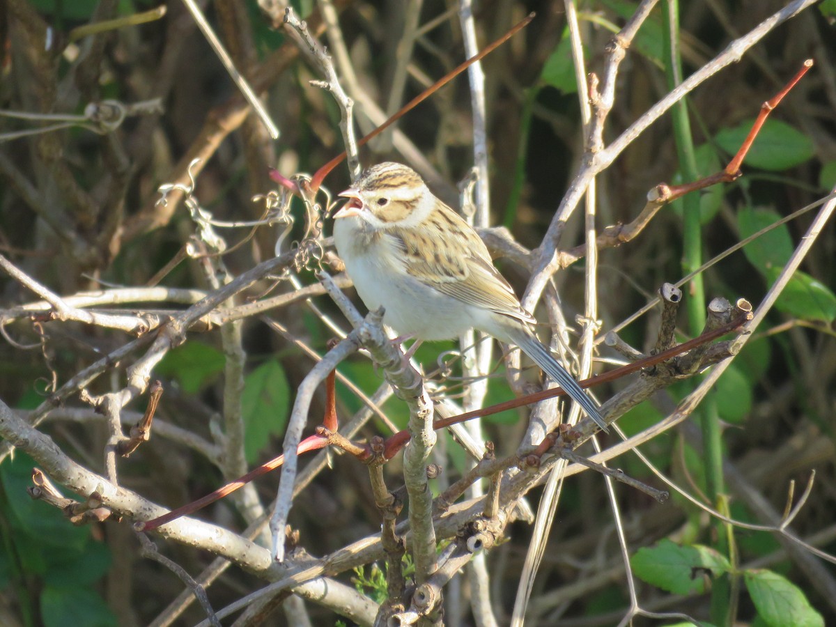 Clay-colored Sparrow - ML610638889