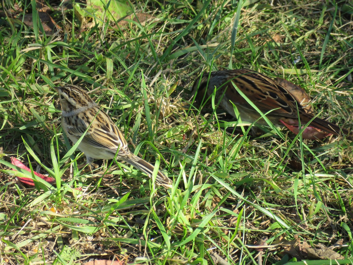 Clay-colored Sparrow - ML610638890