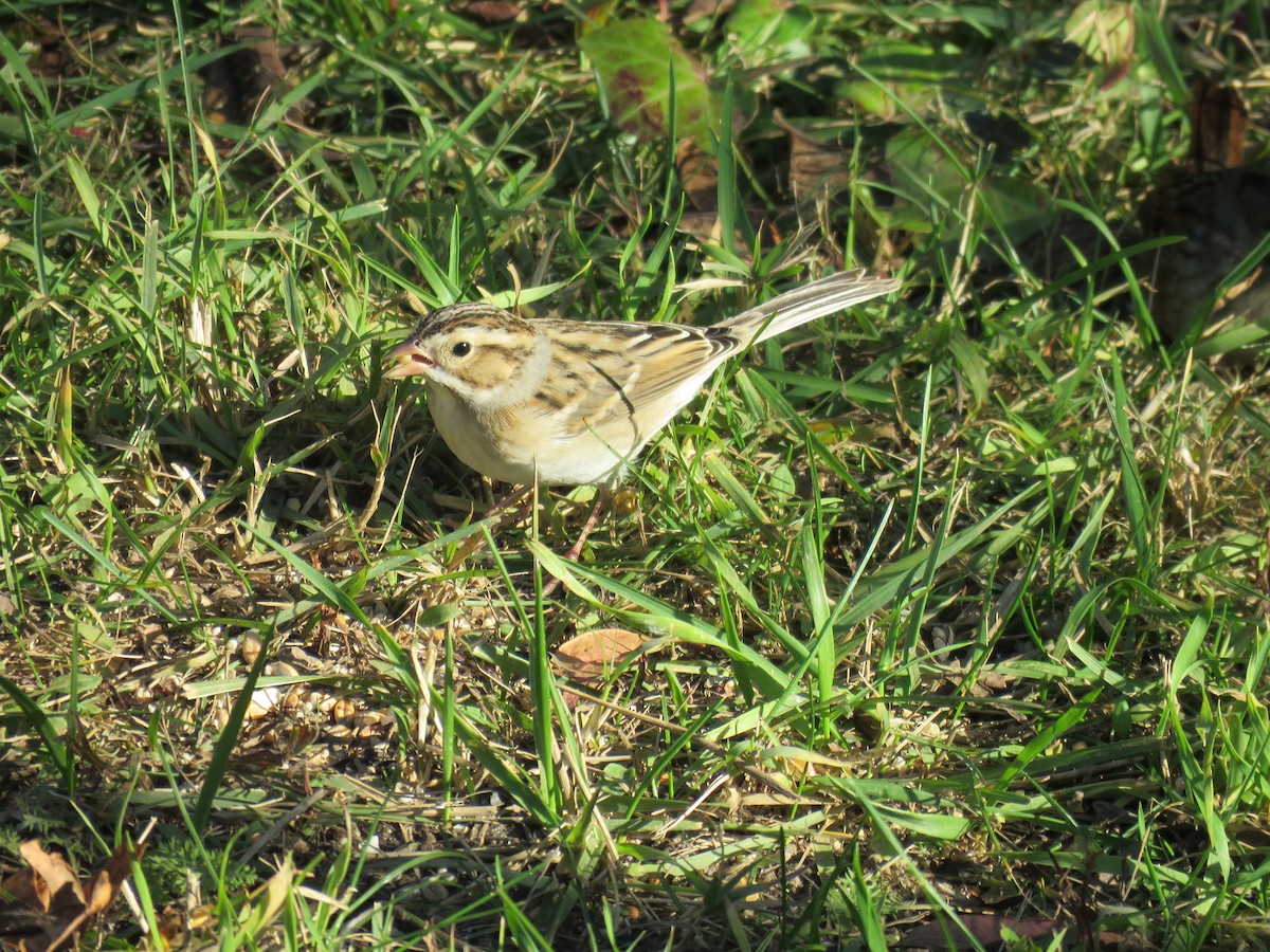 Clay-colored Sparrow - ML610638892