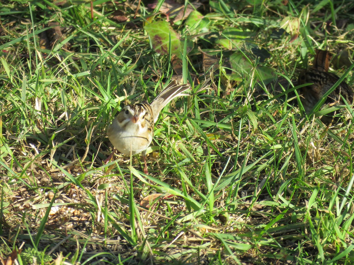 Clay-colored Sparrow - ML610638893