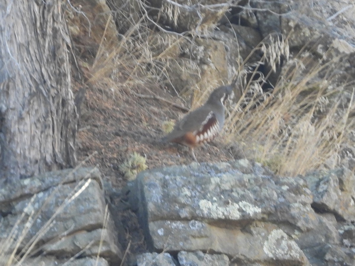 Mountain Quail - W. Douglas Robinson