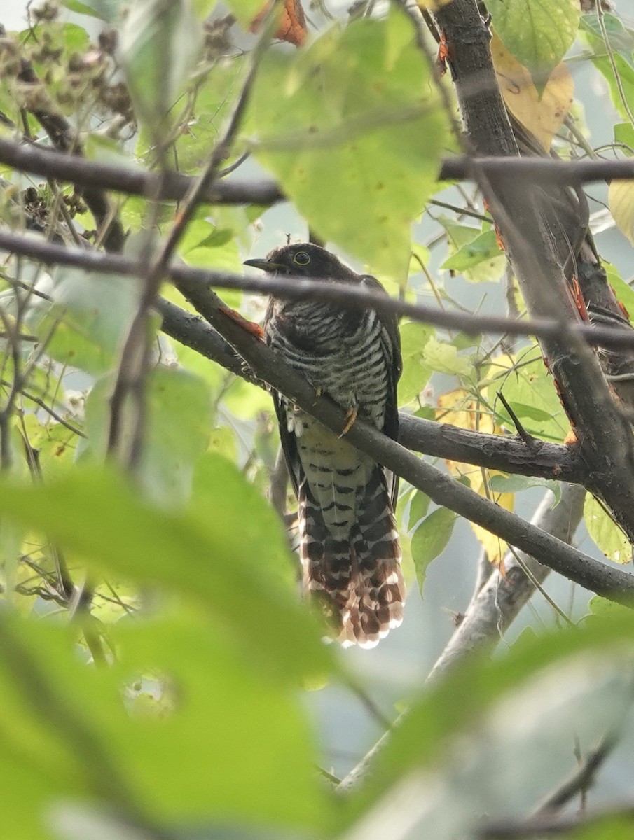 Sunda Cuckoo - Jose Gagnon