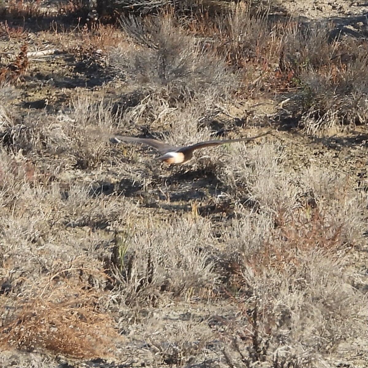 Northern Harrier - ML610638941