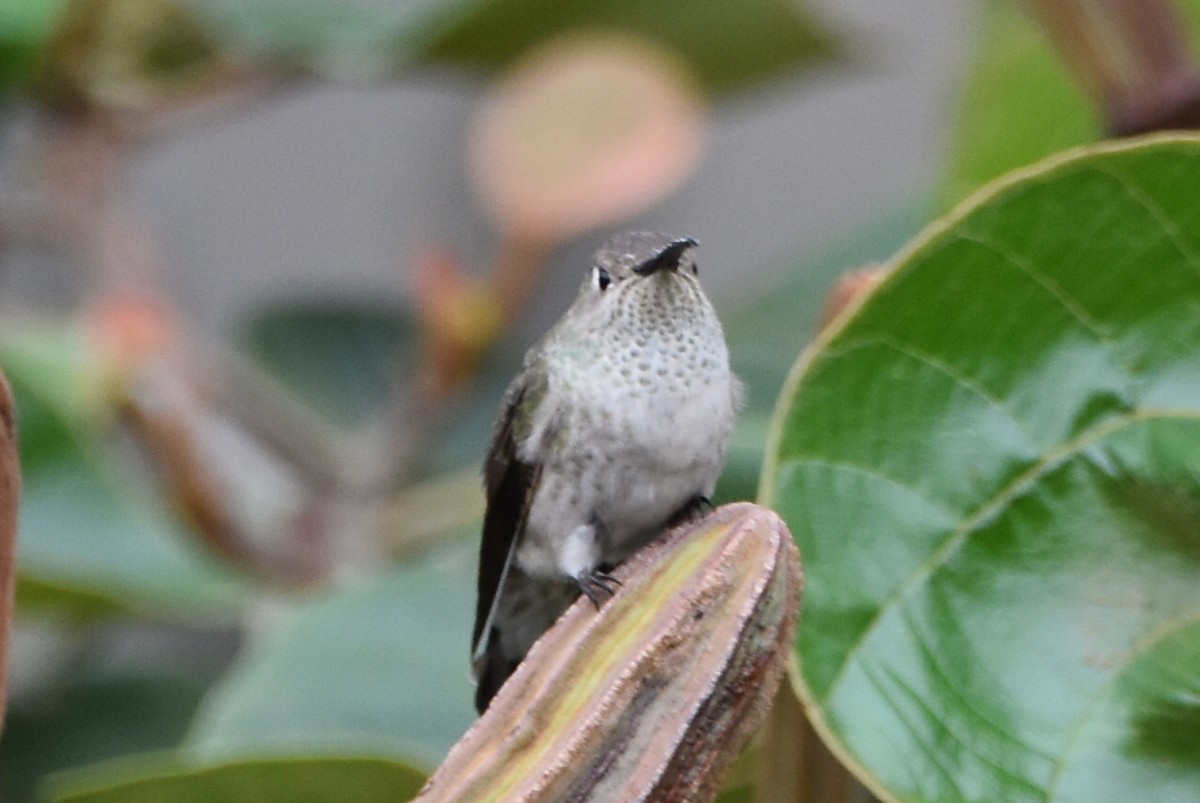 Spot-throated Hummingbird - ML610639032