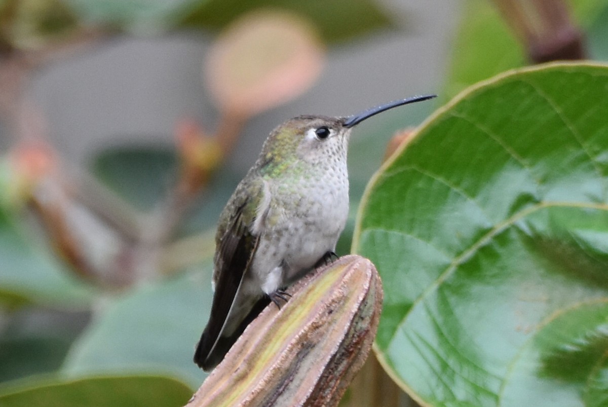 Spot-throated Hummingbird - ML610639033