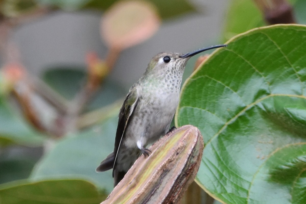 Spot-throated Hummingbird - ML610639034