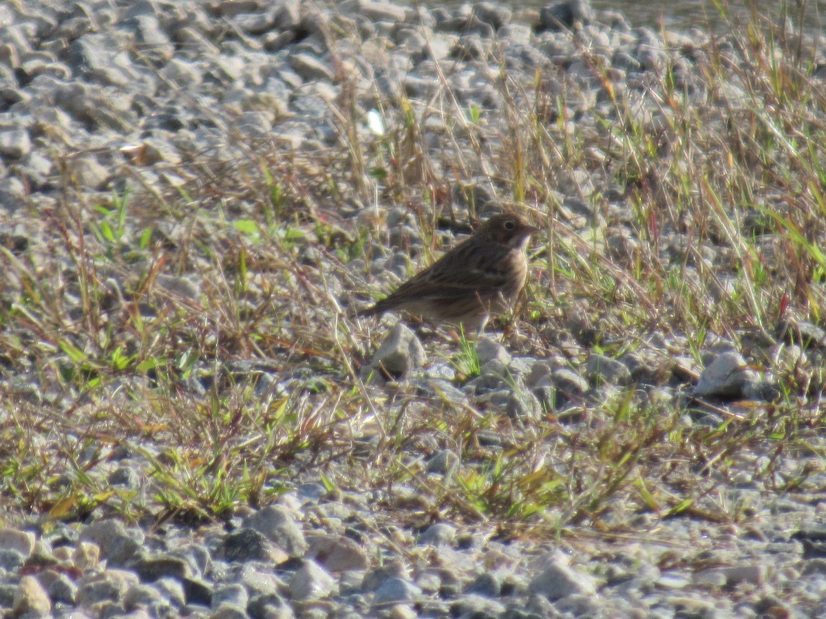 Vesper Sparrow - ML610639133