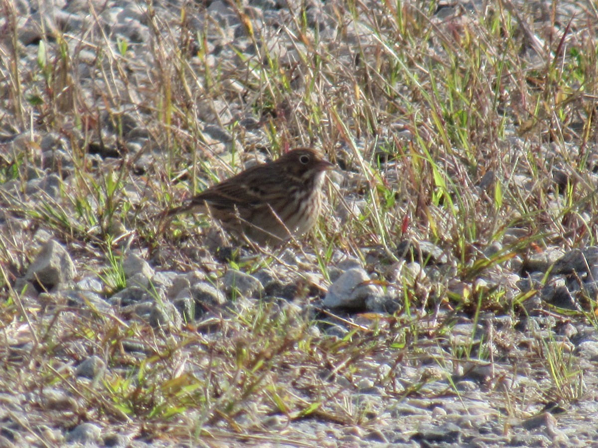 Vesper Sparrow - ML610639134