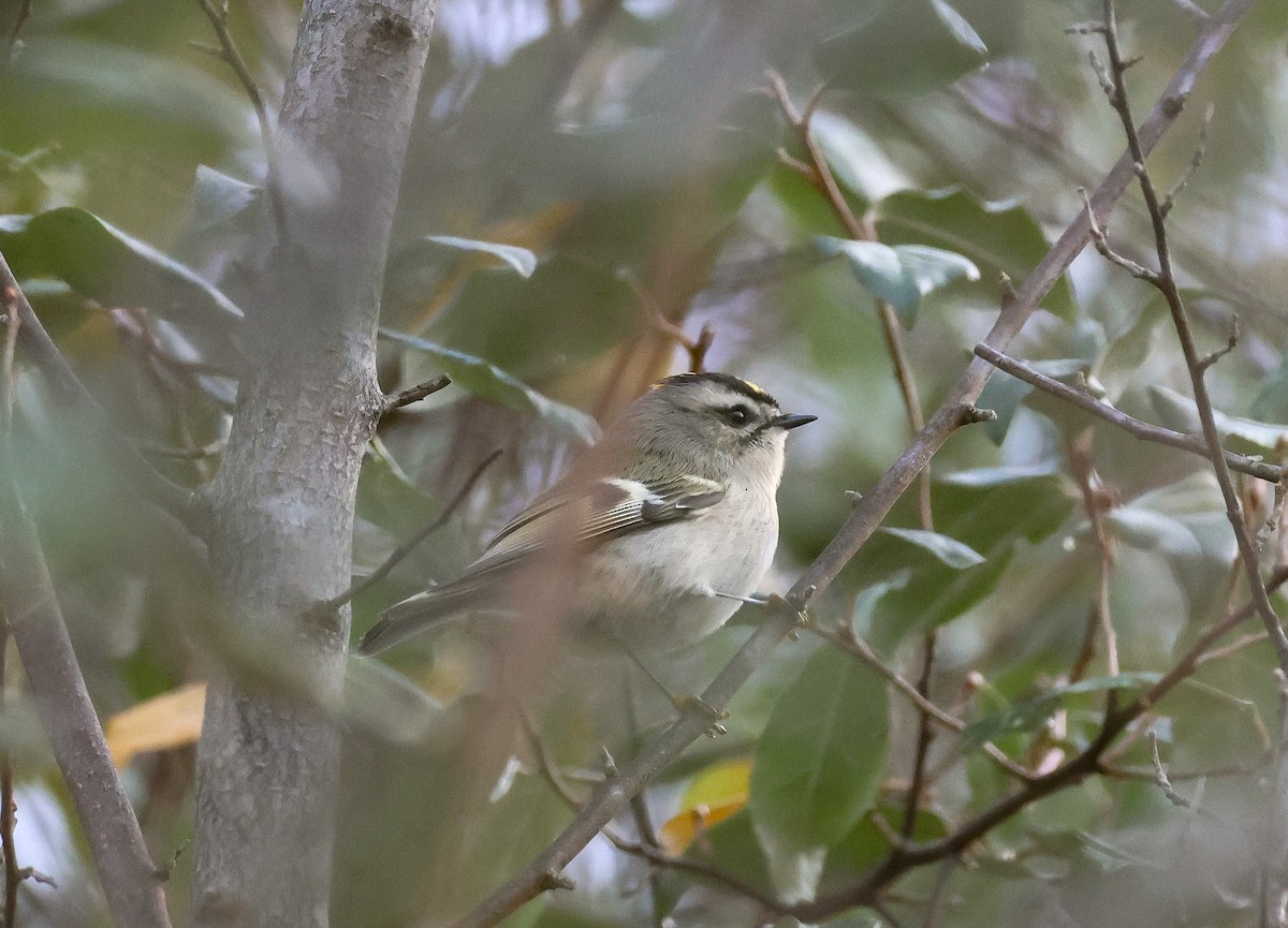 Roitelet à couronne dorée - ML610639232