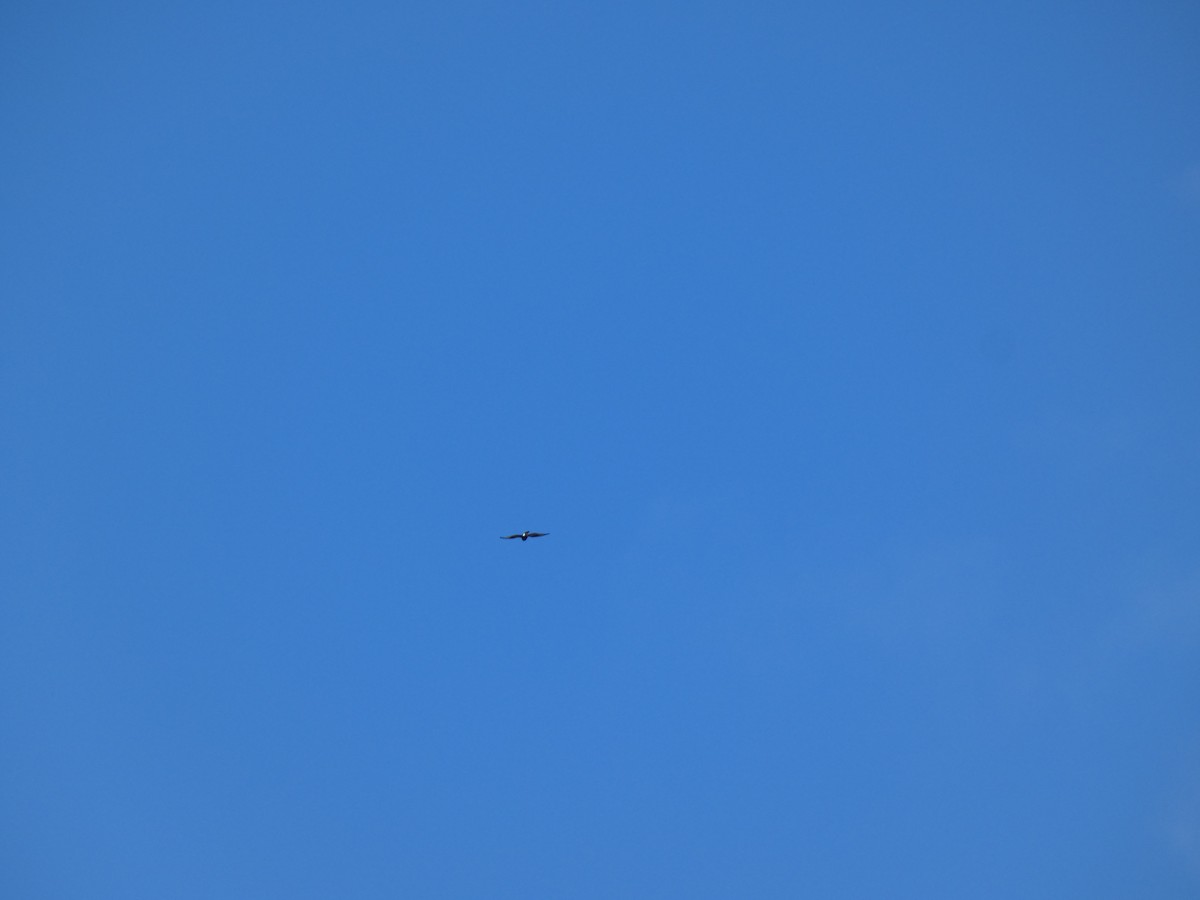 Тарлан сар - ML610639282