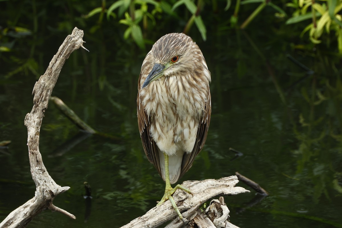 Black-crowned Night Heron (American) - ML610639314