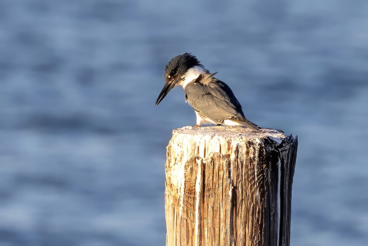 Belted Kingfisher - ML610639327