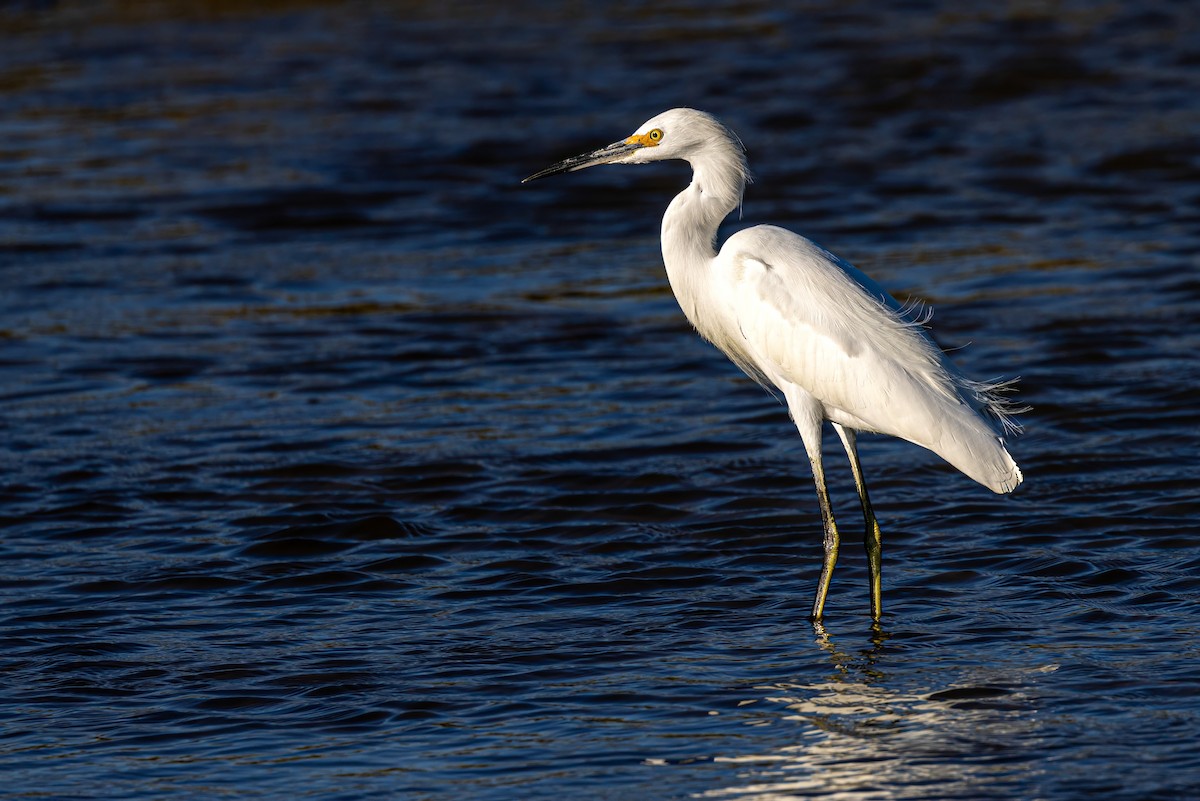 Snowy Egret - Sandy & Bob Sipe